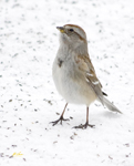 American Tree Sparrow